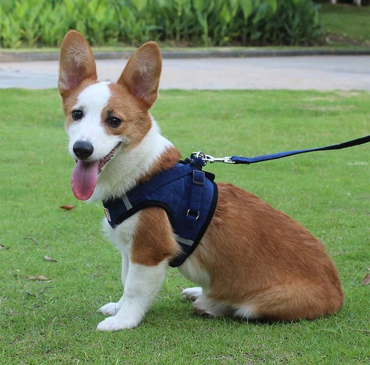 Orange Brown Reflective 2 in 1 Reversible Dog Harness Set Plain Dog Leads and Harness