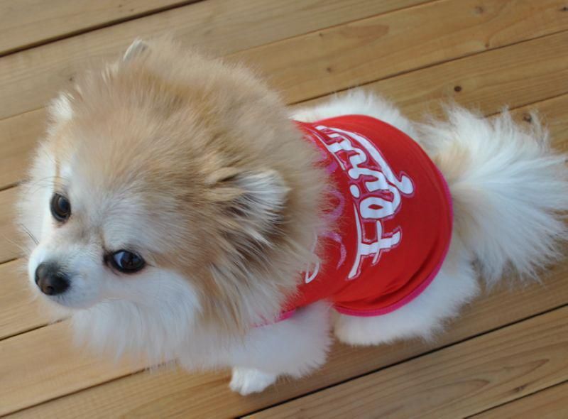 Fast-Dry Instant Cooling Pet Shirts Cute Puppy Dog Cat T-Shirt Tank Summer Clothes Cooling Ice Vest for Dogs