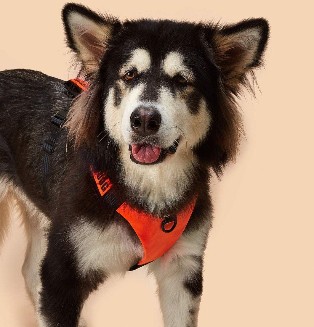 Comfort Step in Dog Harness Easy to Put on for Small/Medium/Large Dog