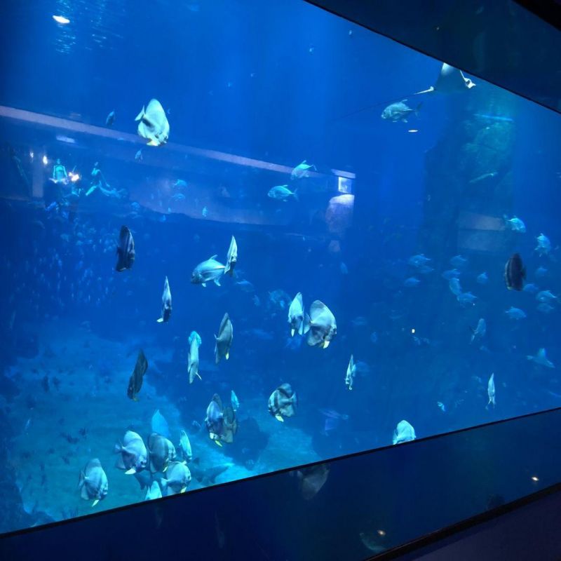 Customized Acrylic Panel Aquarium Project