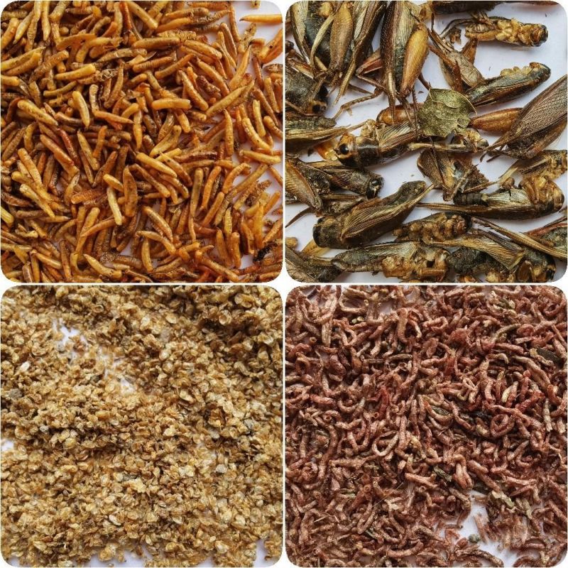 Dried Maggots for Birds and Aquarium Fish Feed