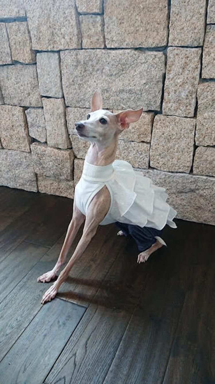 Summer New Style Pet Clothing Fashion Pet Skirt White Strap Shutter Skirt