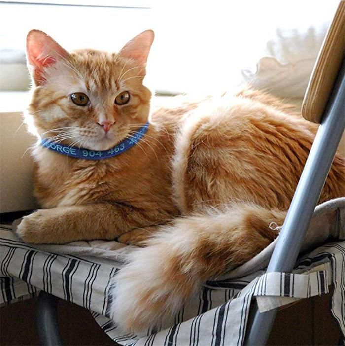 Adjustable Nylon Cat Collar with Plastic Cat Buckle and Bells