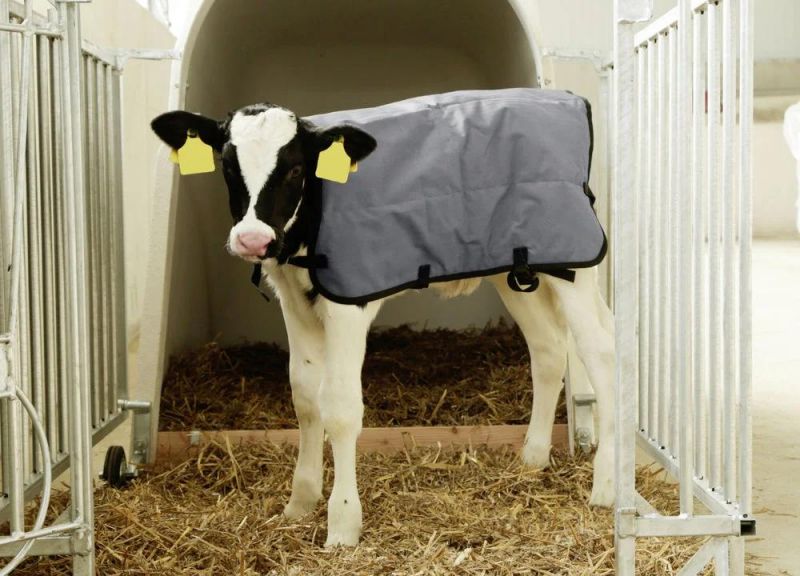 Warming Calf Cover Blanket Livestock Blanket