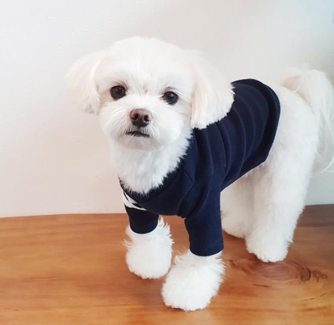 Fashion Pet T-Shirt Dog Clothing Plain Color Striped Sleeves Simple Pocket Pet Clothing