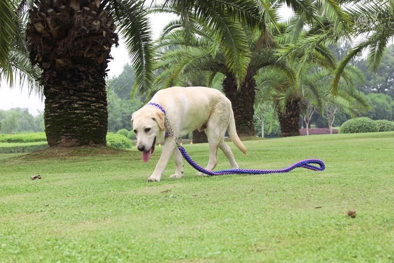 Wholesale Pet Leashes Heavy Duty Dog Leash Harness Set