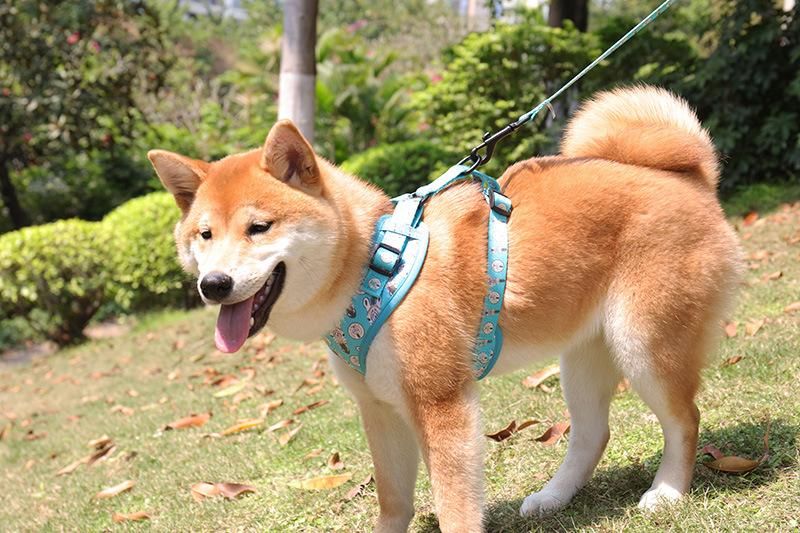 Printing Dog Sex Harness Pet Products Techreviews