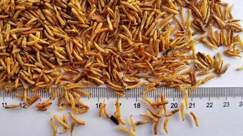 Dried Maggots for Birds Feeding
