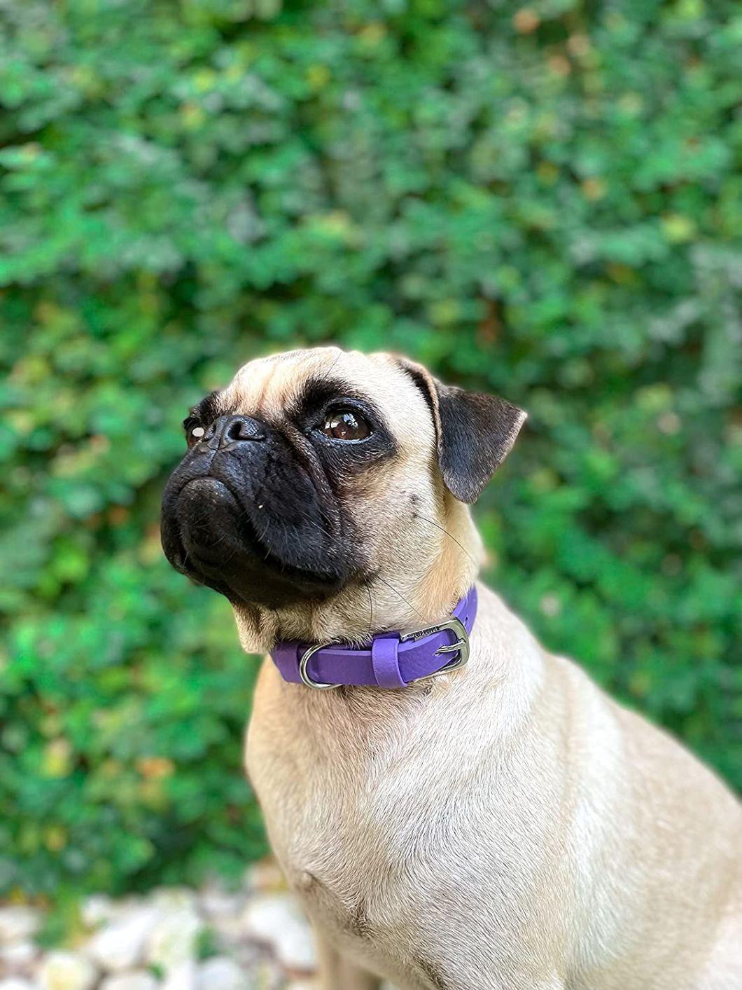 Waterproof Dog Collar with Tough Rust-Proof All Metal Hardware