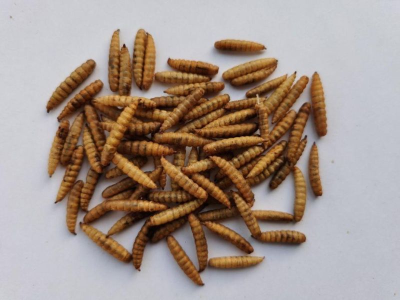 High Nutrition Black Soldier Fly Larvae Worm