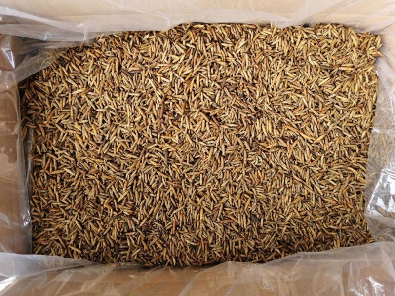 Pet Food Dried Black Soldier Fly Larvae (BSF)