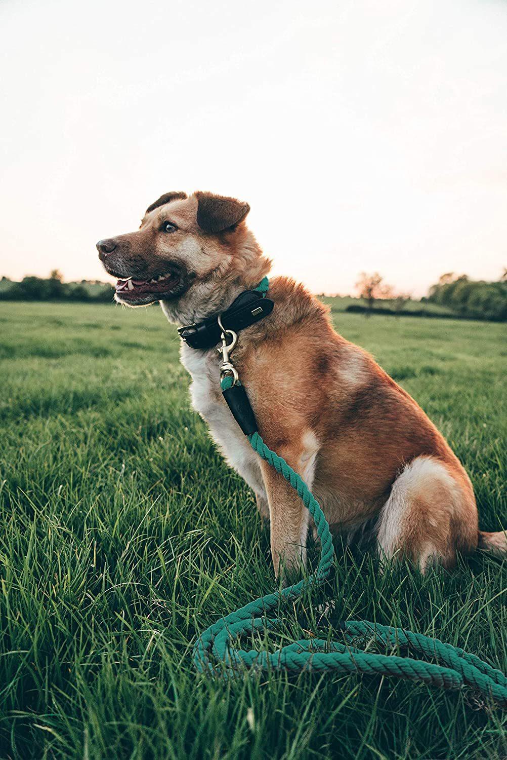 Classic Look & Strong Design Braid Cotton Leather Dog Leash