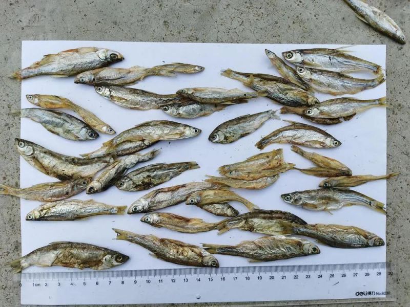 Dried River Fish for Dogs and Cats Feeding