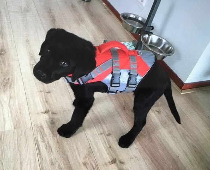 Designer 2022 Fashion Breathe Mesh Pet Jacket Dog Life Vest Coat