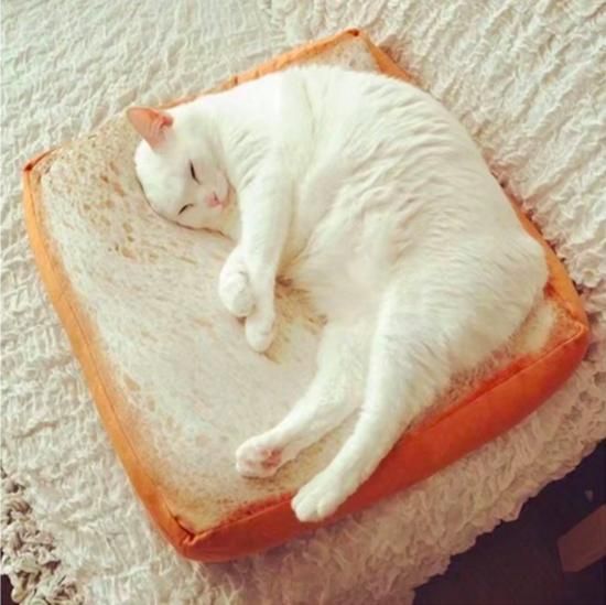 Factory Wholesale Pet Supplies Accessories Plush Toast Bread & Poached Egg Funny Pet Cat Beds