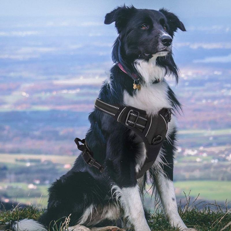 No-Pull Pet Harness with a Matching Dog Leash