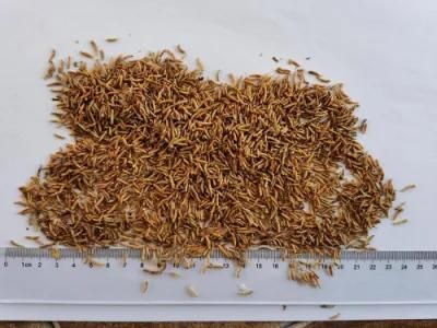 Pet Treat Dried Maggots