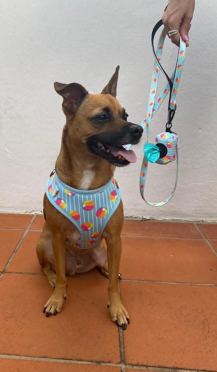 OEM Small Order All Kinds of Full Sets Dog Harness