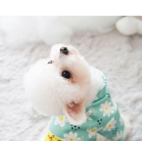 New Autumn Winter Dog Hoodie Small Daisy Cute Cartoon Small Medium Dog and Cat Pet Clothes