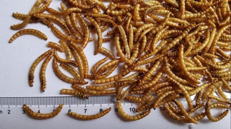 Pet Food Dried Mealworms