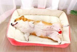 Pet Product Entai Sea Style Fashion Casual Pet Dog Bed