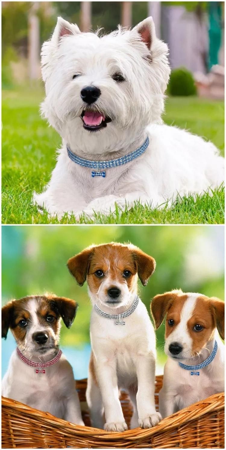 Wholesale 3 Rows Rhinestone Elastic Pet Crystal Necklace Dog Collar with Jewelry Tag