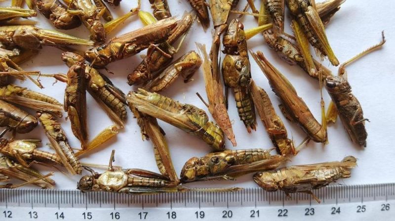 High Nutrition Dried Grasshoppers for Poultry/Aquarium/Reptiles Feed