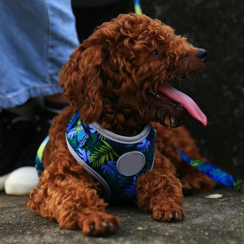 2022 Bright Printed Fabric Chest Padded Dog Harness
