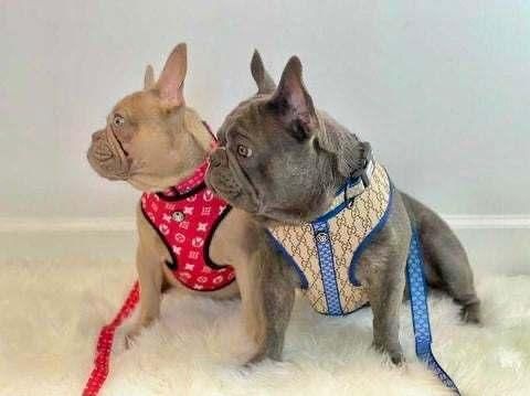 New Design with Reflection Customized Pattern Printing Reversible Dog Harness