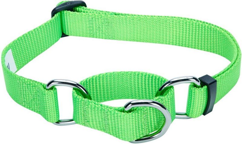 Personalized Collar Regular & Martingale Collars