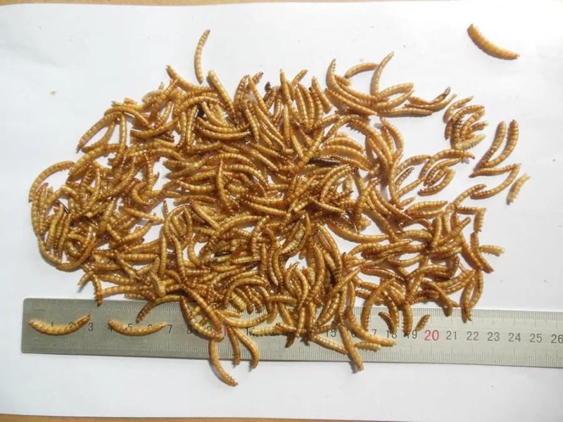 High Nutrition Mealworms for Poultry Chicken Feed