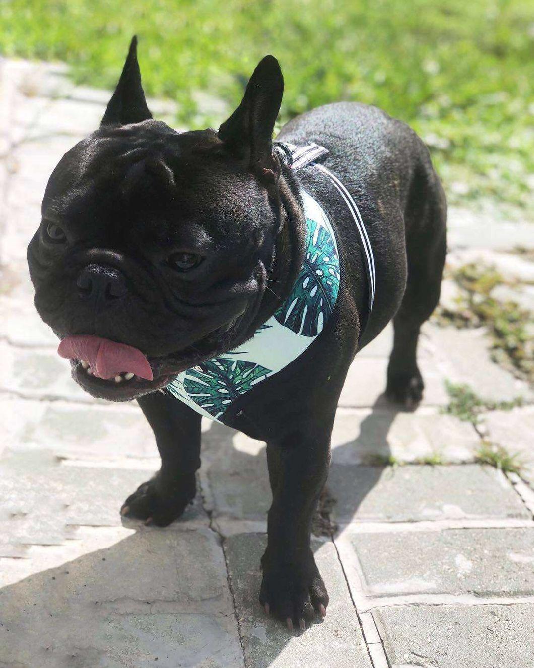 Custom Soft No Pull Pet Vest Adjustable Reversible Designer Dog Harness Leash Collar Set Dog Harness Manufacture