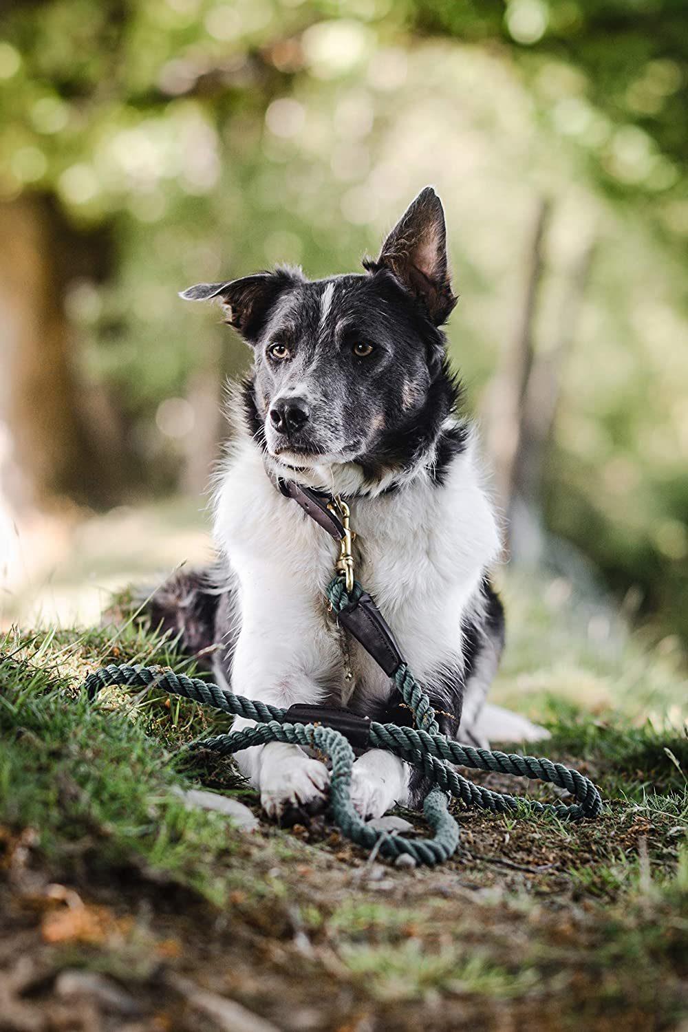 4.5 Feet Green Heavy Duty for Training, Walking, Hiking Dog Lead