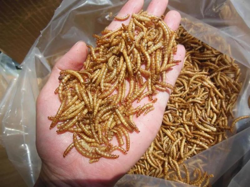 High Nutrition Mealworms for Poultry Chicken Feed