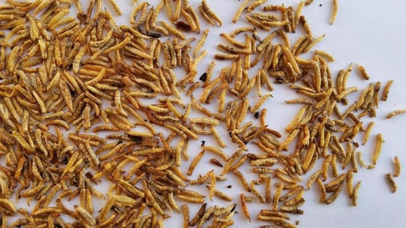 Dried Maggots for Birds Feeding