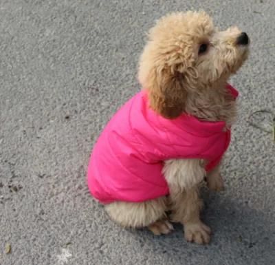 Easy Put on and Take off Dog Winter Coat Dog Dress