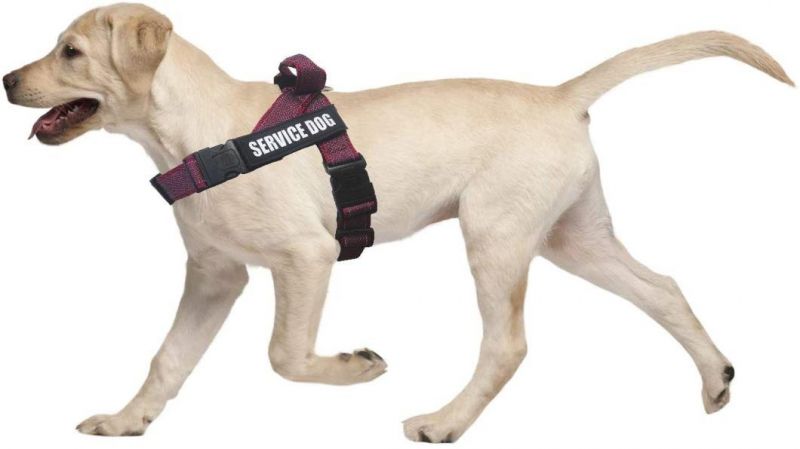 Neoprene Padded Soft Service Dog Vest Harness with Handle for Summer Outdoor Walking Dog and Training