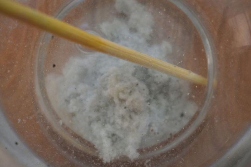 Clump and Flushable Tofu Cat Litter
