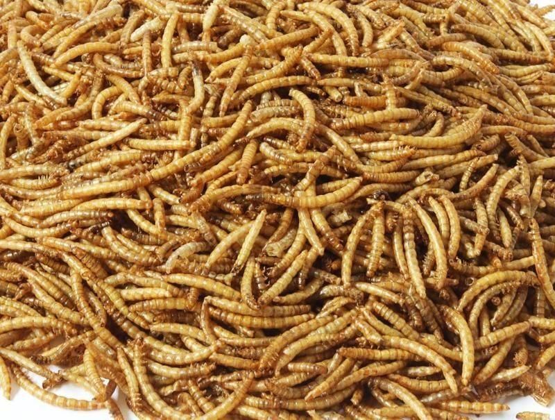 Petstrong Mealworms for Poultry/Hamster Feed