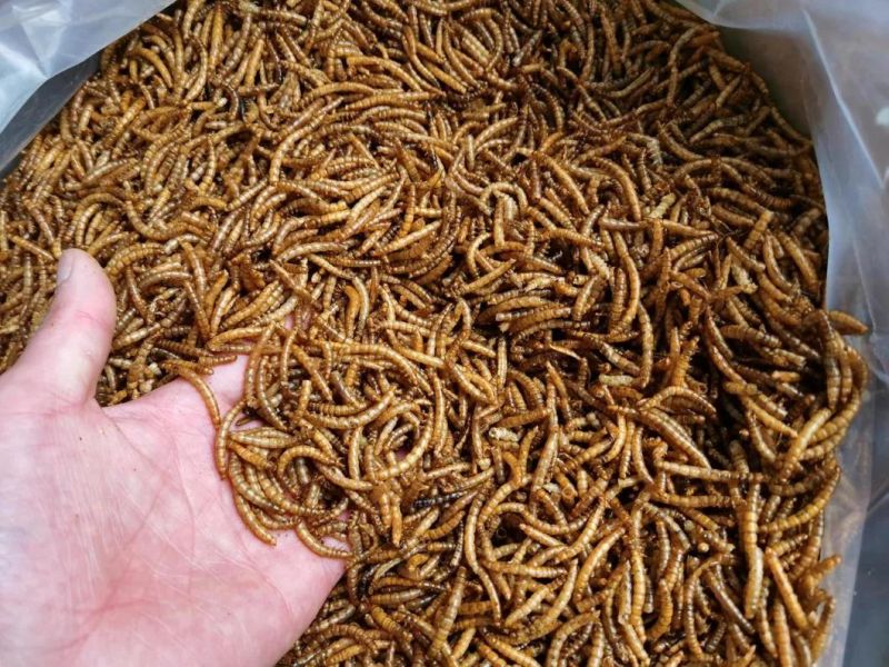 High Nutrition Mealworms for Poultry Chicken Feed