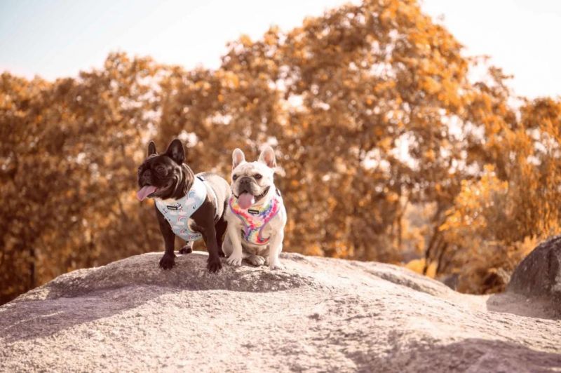 Hottest Selling Pet Supply Custom Pattern Pet Harness Wholesale Neck Adjustable Dog Harness