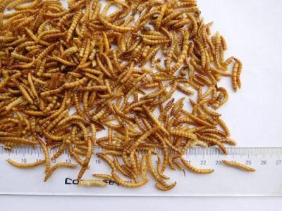 Pet Food Dried Mealworms