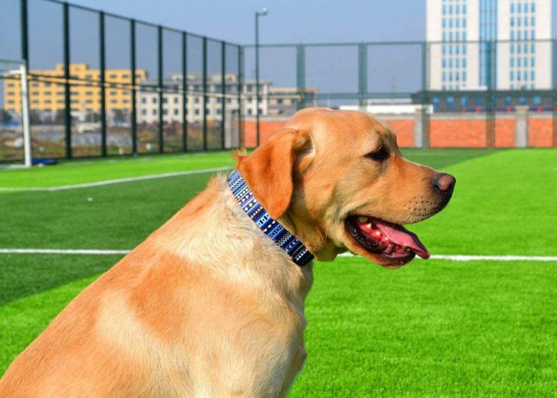 Soft Ethnic Style Collar Adjustable for Small Medium Large Dogs