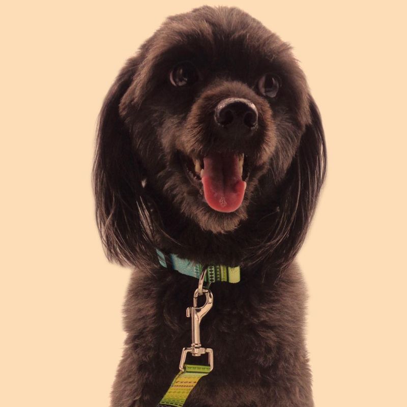 Double Buckle Collar Pet Collar Comfortable Material Dog Collar