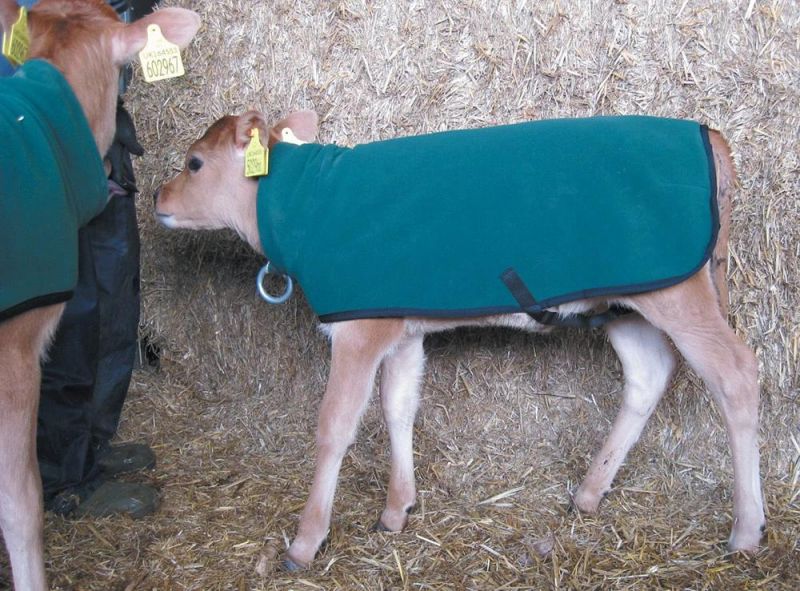 Premature Fleece Calf Coat