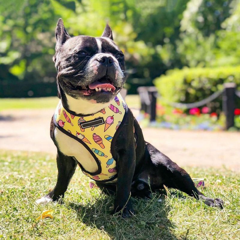Wholesale Supplies High Quality Designer Custom Print Adjustable No-Pull Easy Walk Pet Dog Harness Leash Set