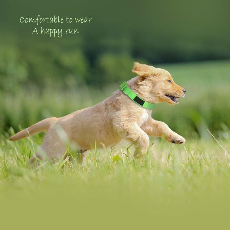 Adjustable Blank Plain Nylon Pet Dog Collars