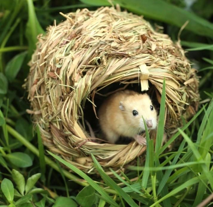 Two-Hole Grass Nest Channel Grass Making Hamster Totoro House Pet Products