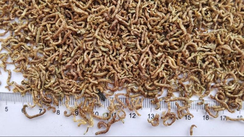 Frozen Bloodworms for Ornamental Fish