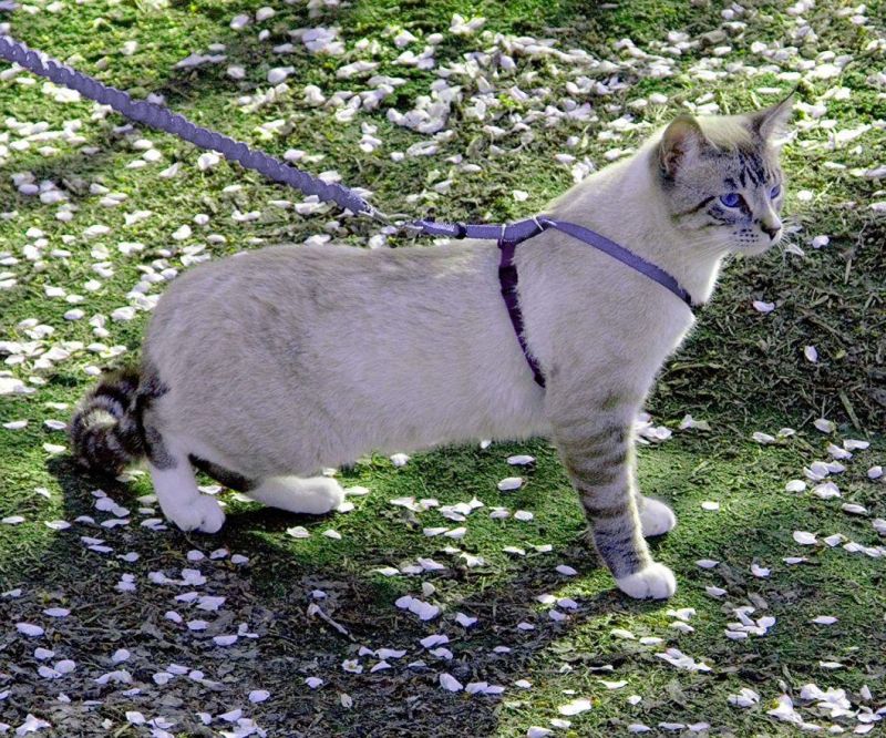 Cat Harness and Leash Escape-Proof Kitten Harness with Stretchy Bungee Leash